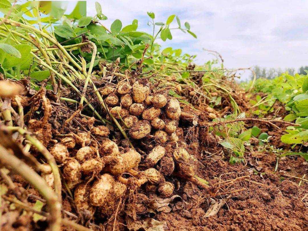 農(nóng)產(chǎn)品配送公司為您分享：花生的核心價值