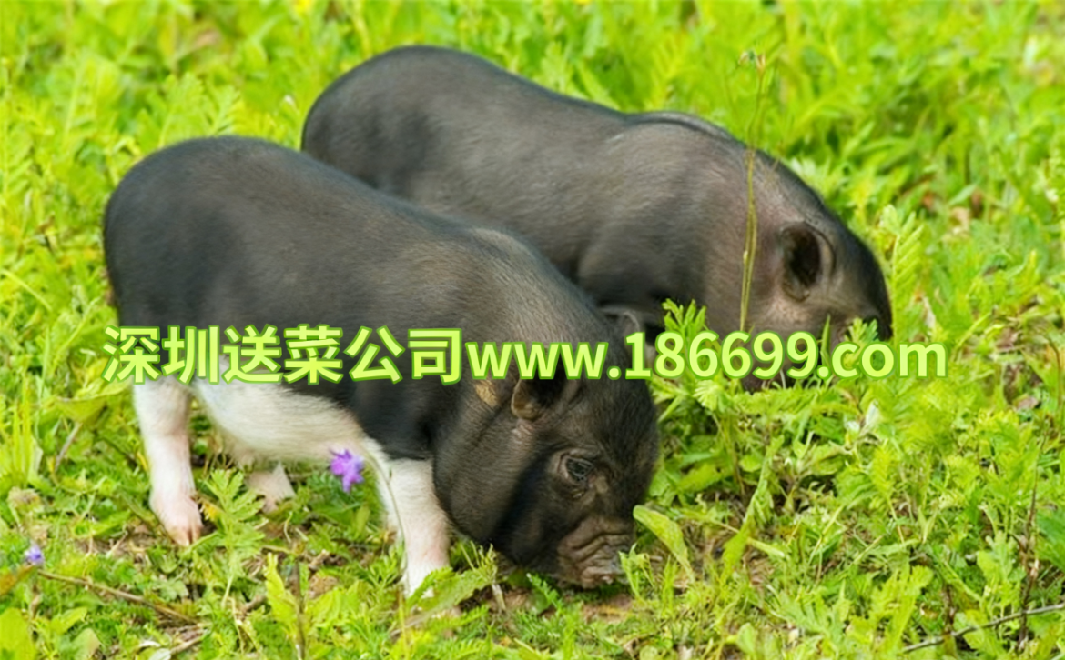 深圳送菜公司分享:冬季養豬增肥秘籍