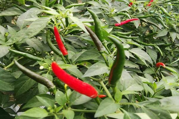 1760175049.jpg tupian_chaotianjiao3.jpg