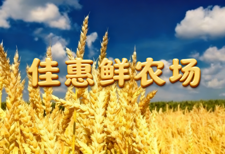 蔬菜配送中心?資訊播報:秋汛攔路!冬小麥播種仍破八成