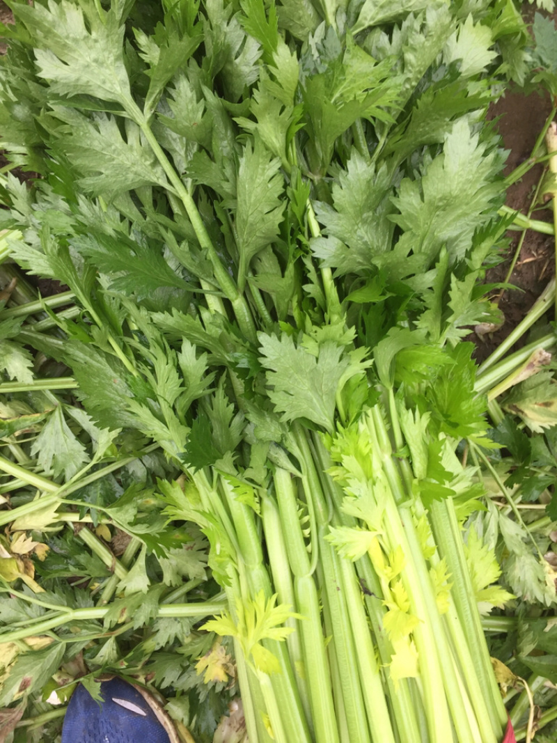 芹菜2.jpeg